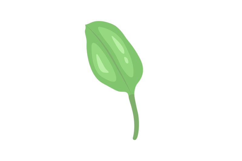 limnocharis-flava-leaf