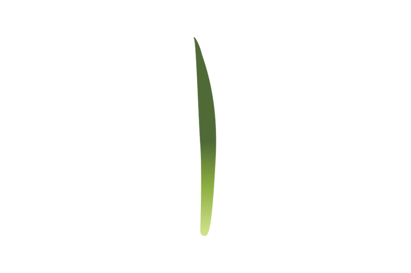 iris-leaf