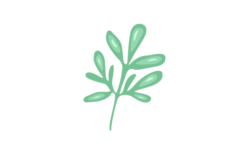 ruta-graveolens-leaf