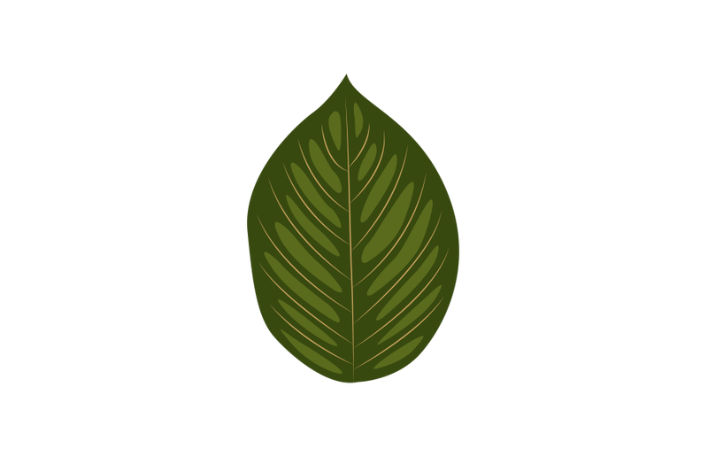 uncaria-nervosa-leaf