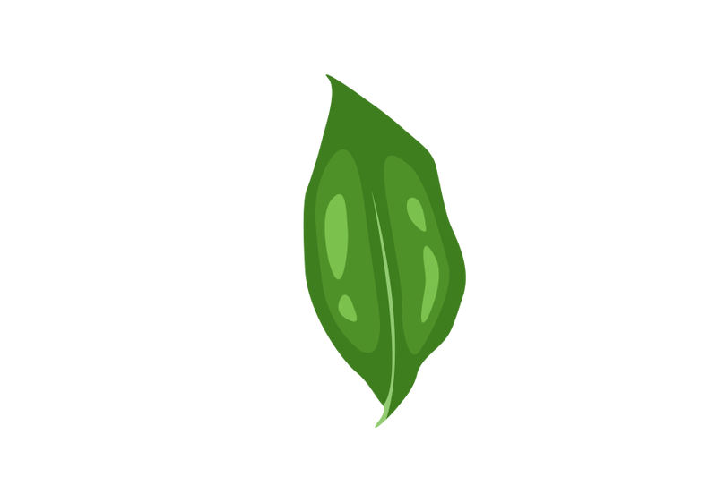 vernonia-amygdalina-leaf