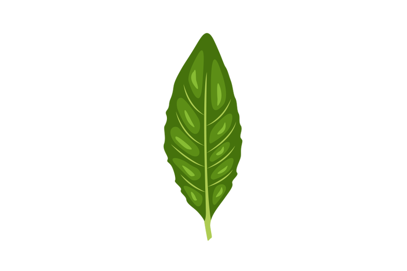 gynura-procumbens-leaf