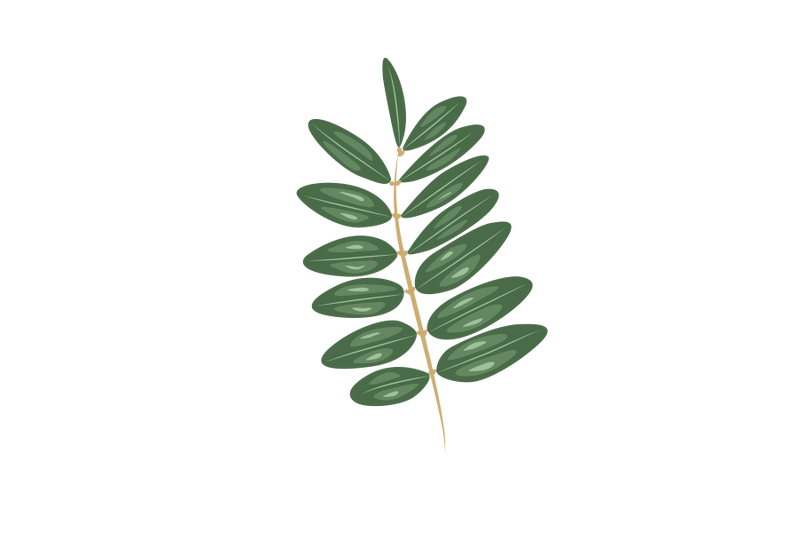 senna-siamea-leaf