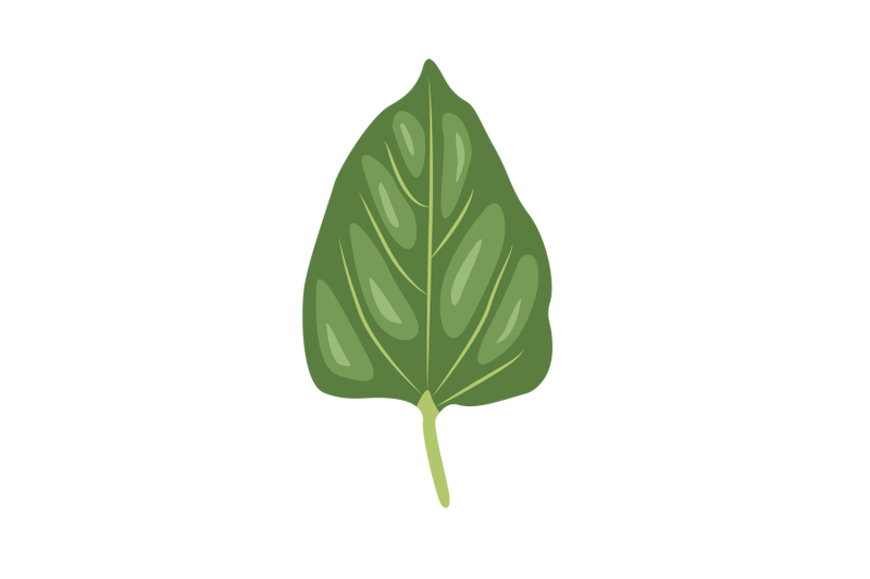 mirabilis-jalapa-leaf
