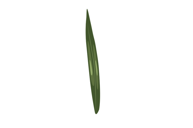 corn-leaf