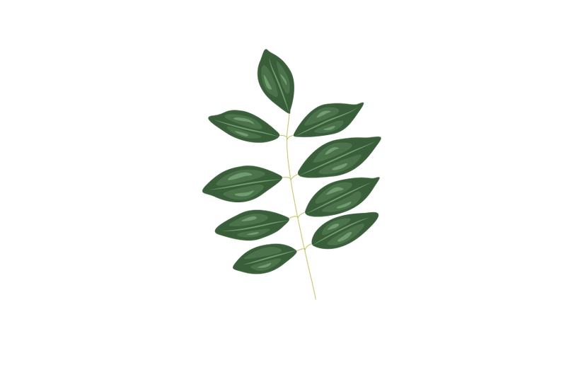 gliricidia-sepium-leaf