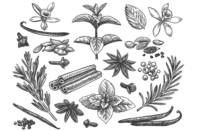 engraved-spices-cardamom-vanilla-flower-and-pod-mint-black-pepper