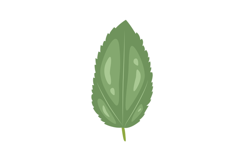 corchorus-olitorius-leaf