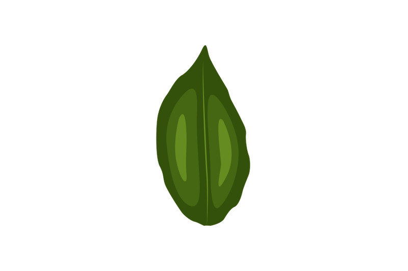 gnetum-africarium-leaf