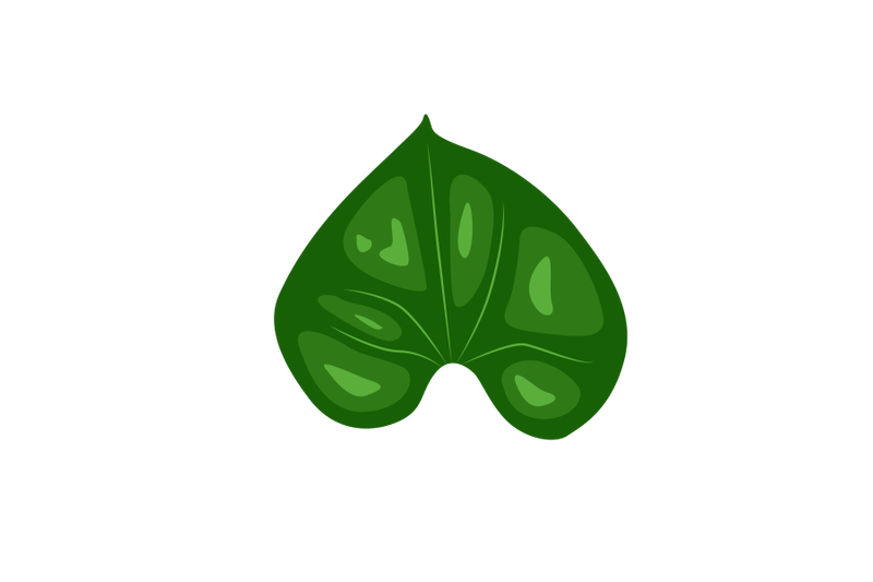 giloy-leaf