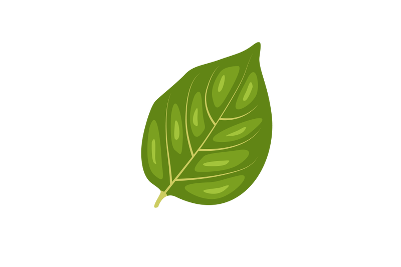 persimmon-leaf