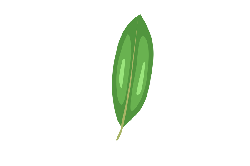 manikara-zapota-leaf