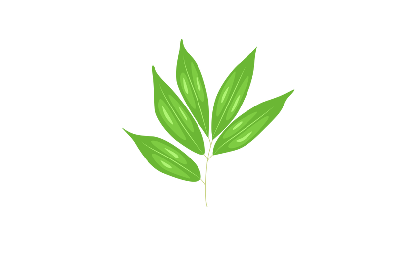 lychee-leaf