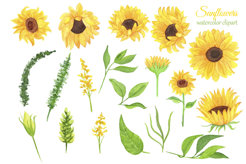 sunflowers-watercolor-clipart