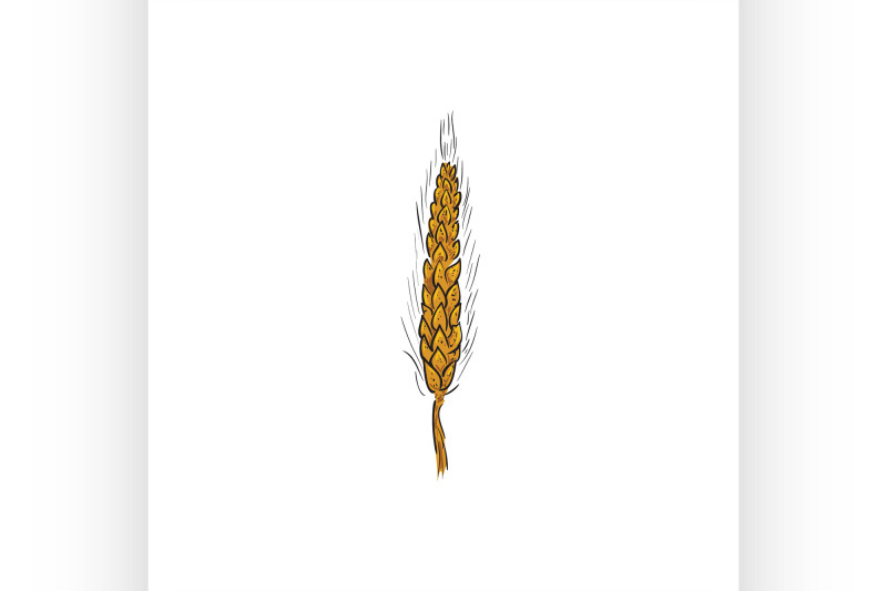 color-sketch-ear-of-wheat