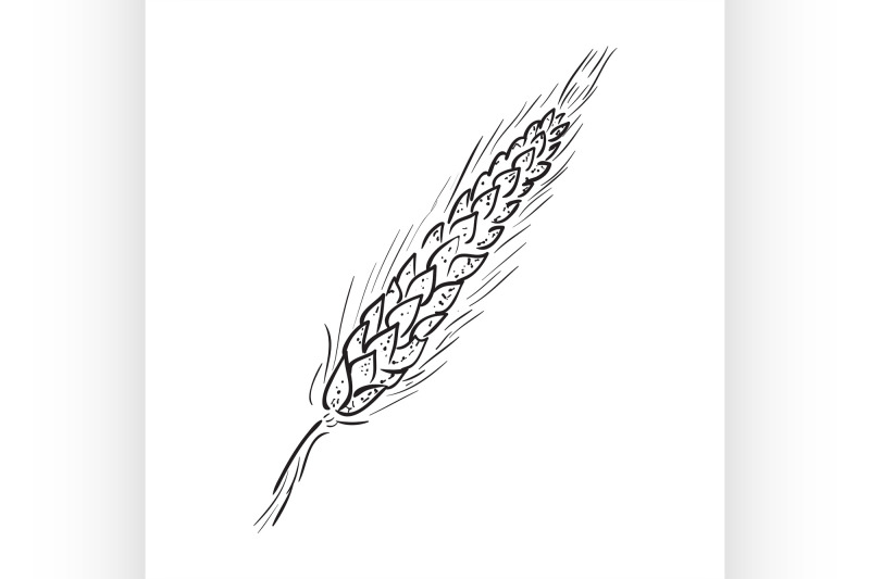 sketch-ear-of-wheat