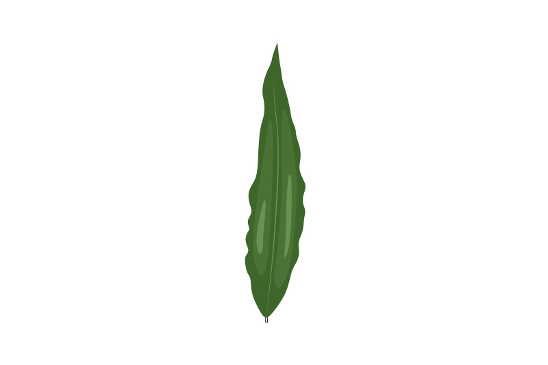 ashoka-leaf