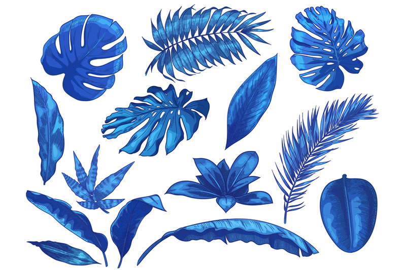 Blue tropical leaves. Exotic palm tree leaf, botanical monstera and fl