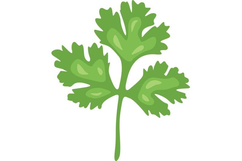 coriander-leaf