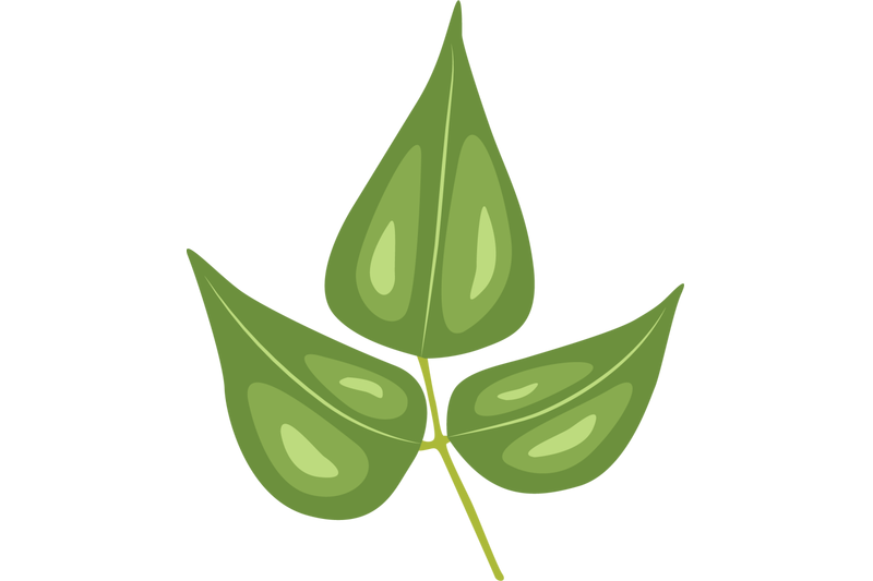 bean-leaf