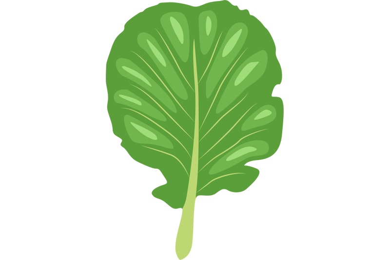 cabbage-leaf
