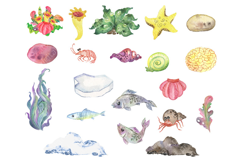 fur-seal-watercolor-clipart-cute-sea-animal-cute-pinniped-animals-f