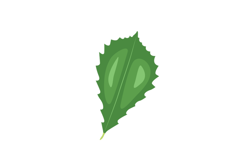 chinkapin-oak-leaf