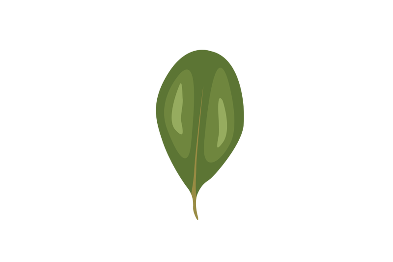 chinese-fringetree-leaf