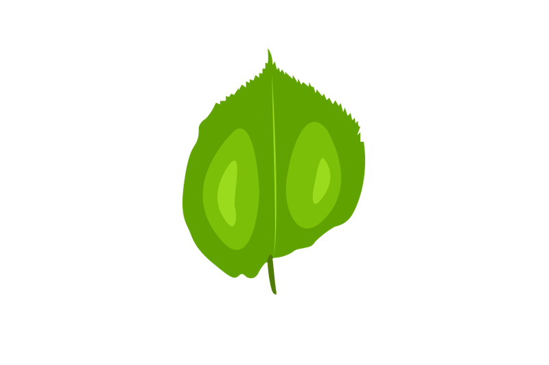 european-linden-leaf