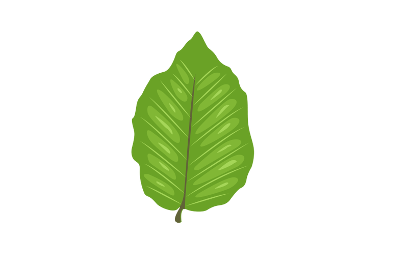 european-beech-leaf