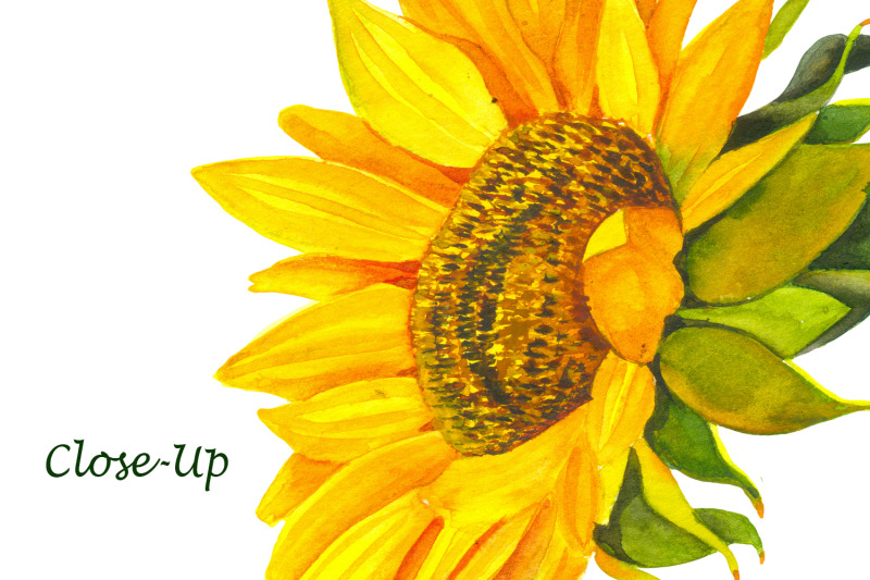 sunflower-a-flower-of-the-sun-watercolor-clipart