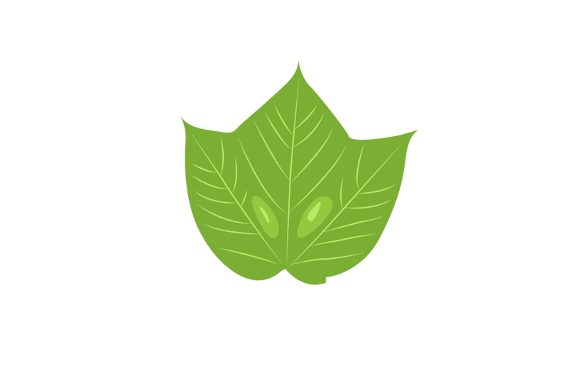 striped-maple-leaf