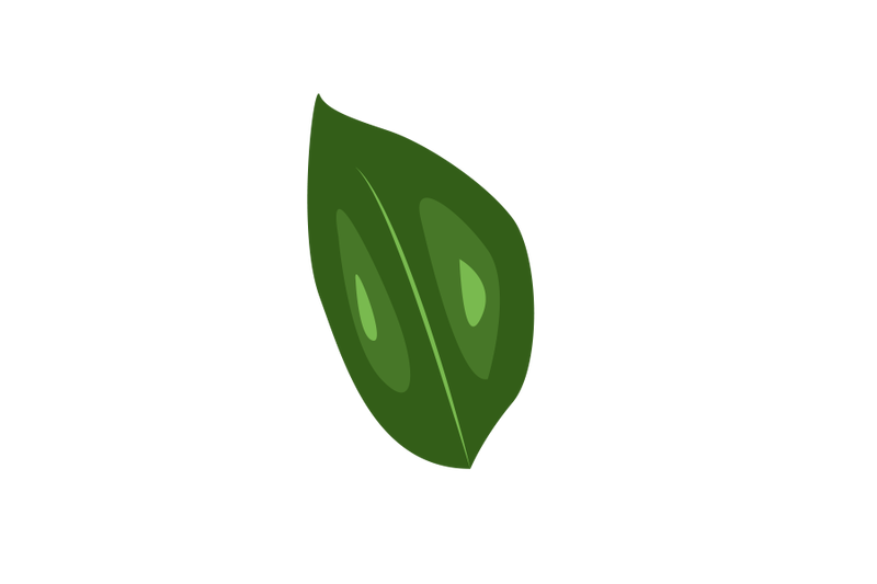 korean-evodia-leaf