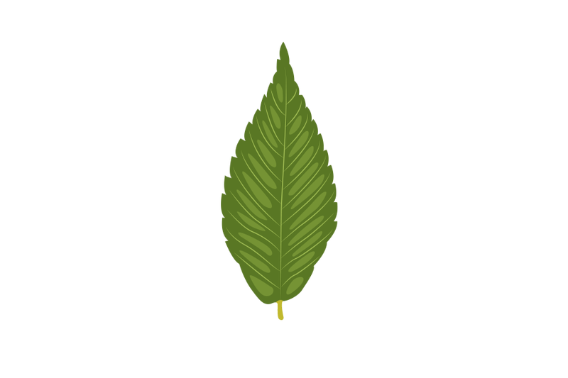 japanese-zelkova-leaf