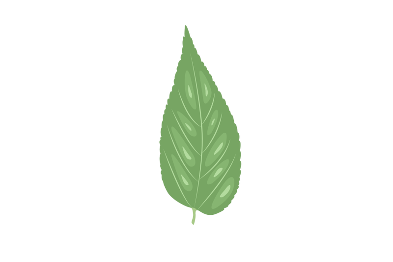 hackberry-leaf