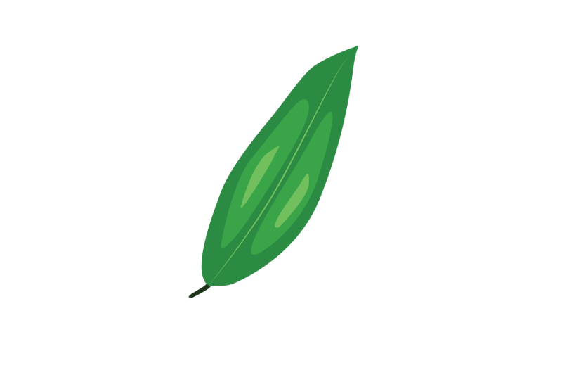 curcuma-leaf