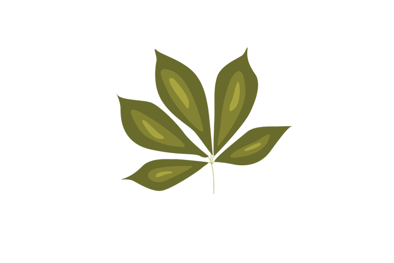 ohio-buckeye-leaf