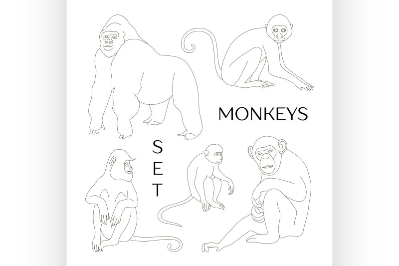 different-types-of-monkeys