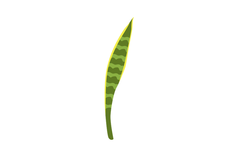 sansevieria-leaf