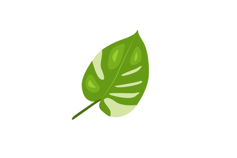 epipremnum-aureum-leaf