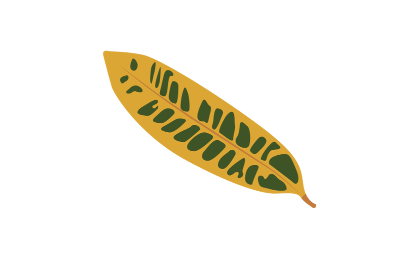 codiaeum-variegatum-leaf