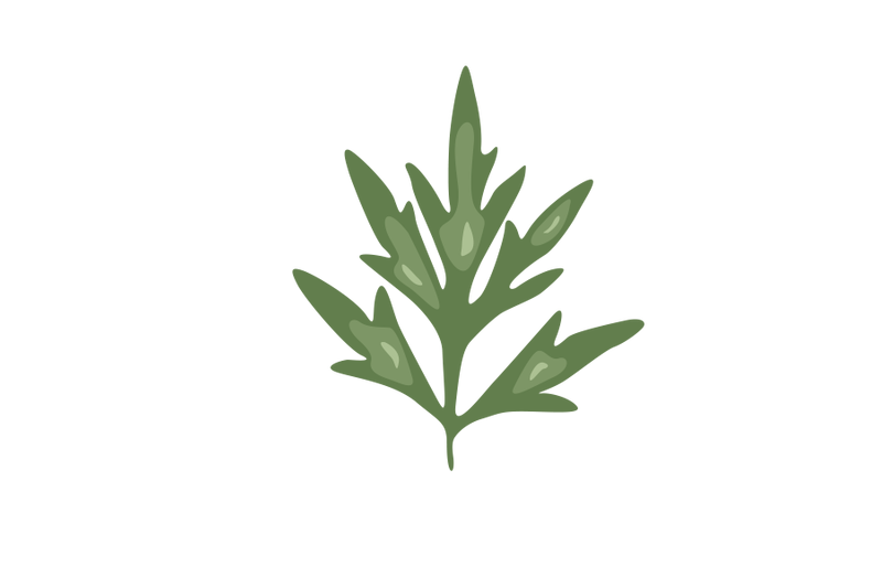 artemisia-vulganis-leaf