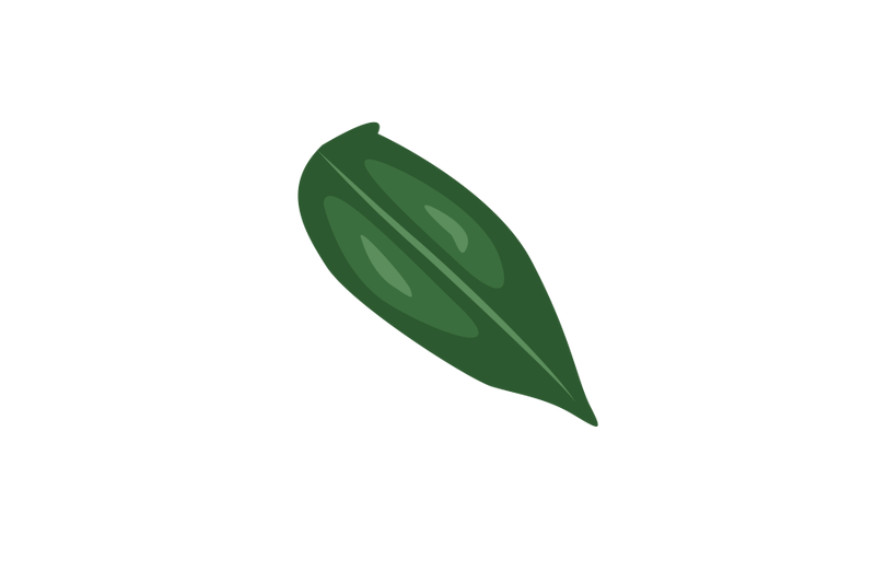 tree-of-heaven-leaf