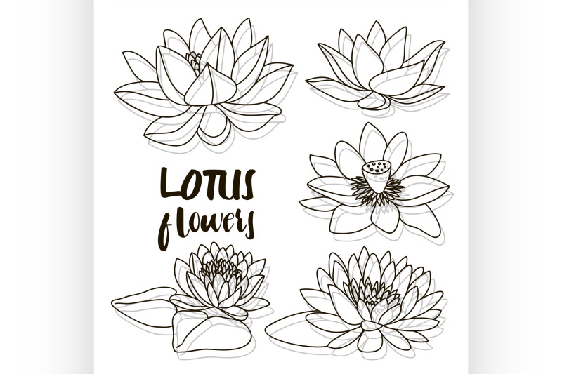 set-of-lotus-flowers