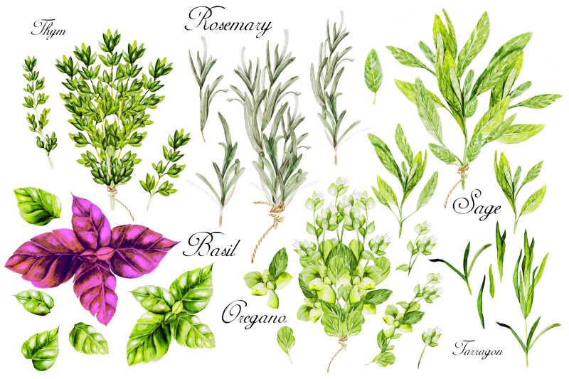 watercolor-microgreen-and-herbs