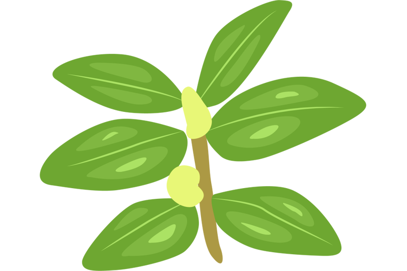 euphorbia-hirta-leaf