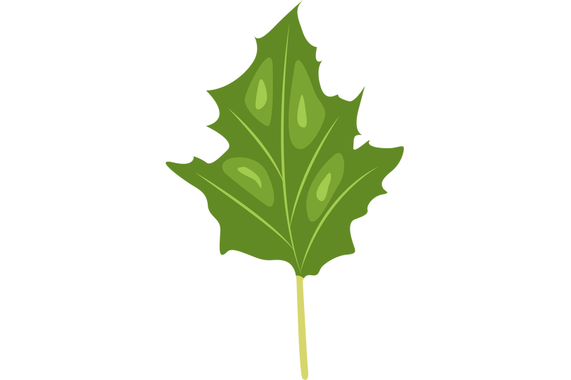 datura-stramonium-leaf