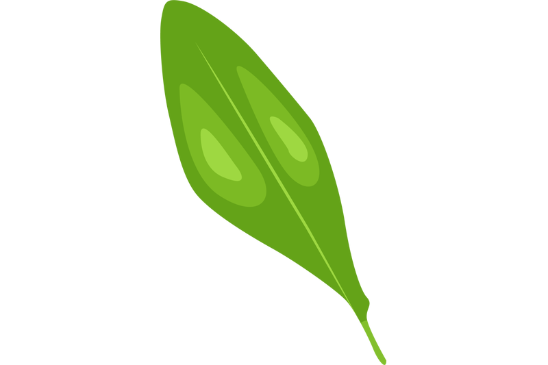boesenbergia-rotunda-fingeroot-leaf