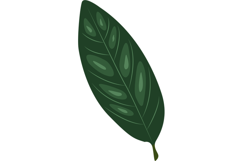 annona-reticulata-leaf