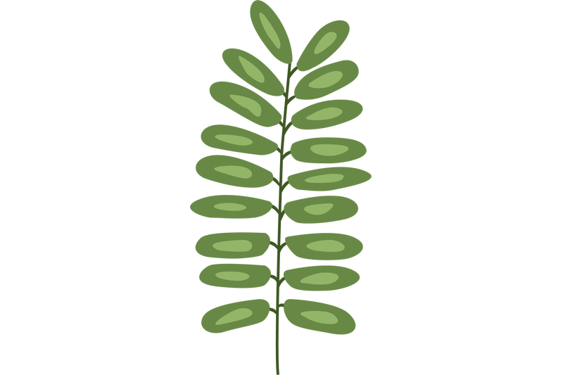 abrus-precatorius-leaf